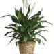 Simply Elegant Spathiphyllum (Peace Lily) - Medium