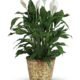 Simply Elegant Spathiphyllum (Peace Lily) - Large