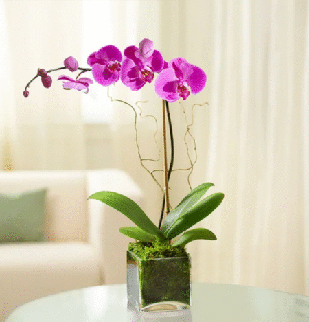 Purple Phalaenopsis Orchid