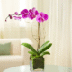 Purple Phalaenopsis Orchid