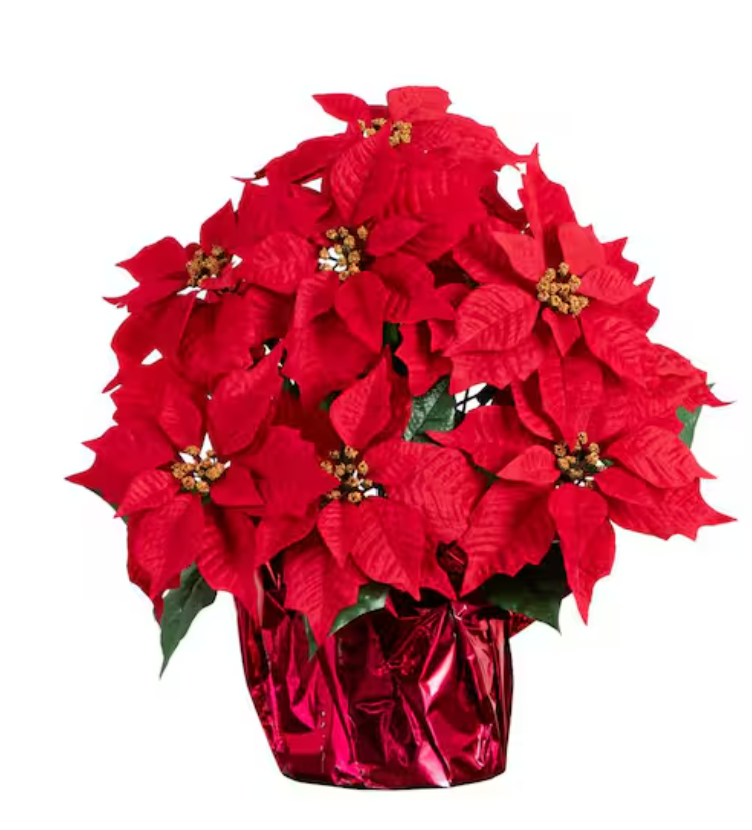 Red Lush Poinsettia